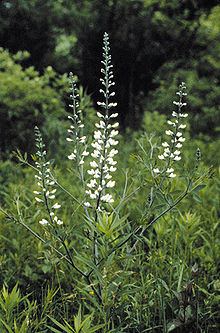 Vit färgväppling (B. alba var. macrophylla)
