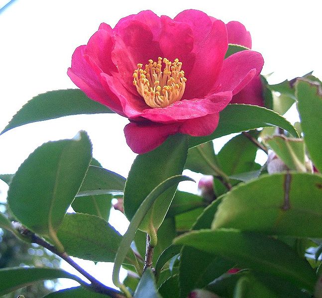 Fil:Camellia sasanqua1.jpg