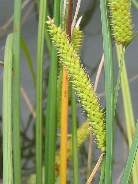 Fil:Carex rostrata aehre.jpeg