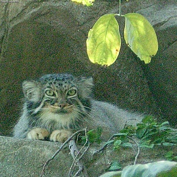 Fil:Felis manul.jpg