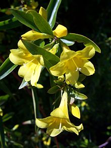 Giftjasmin (Gelsemium sempervirens)