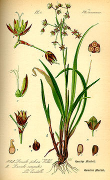 Illustration Luzula pilosa0.jpg