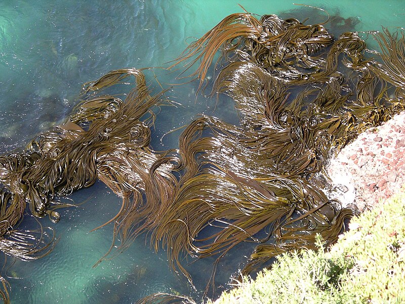Fil:Kelp forest Otago 1s.JPG