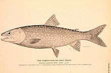 Salvelinus namaycush