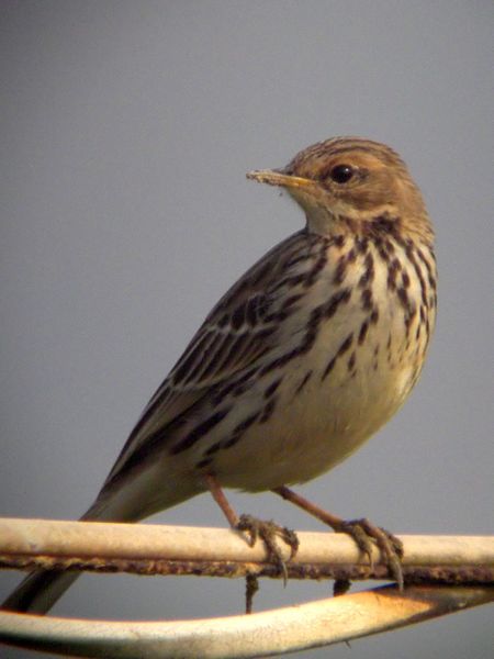 Fil:Red-throated Pipit (Anthus cervinus).jpg