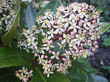 Hanblommor av taiwanvinterbär (S. japonica subsp. reevesiana 'Rubella')