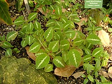 Kopparblad (Episcia cupreata)