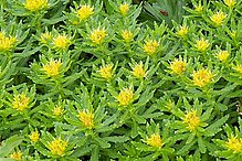 Rhodiola ishidae (200607).jpg