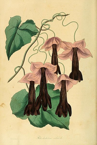 Fil:Rhodochiton atrosanguineus1PAXTON.jpg