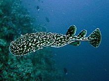 Torpedo fuscomaculata2.jpg