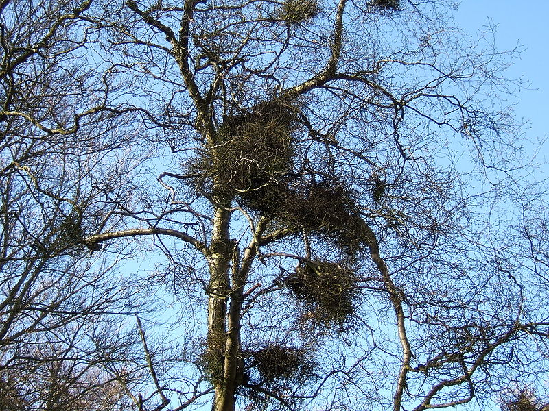 Fil:Betula pubescens Taphrina.jpg