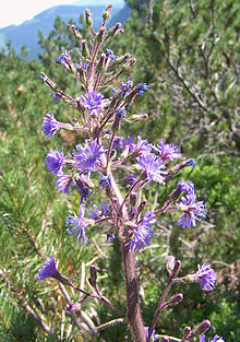 Torta (C. alpina)