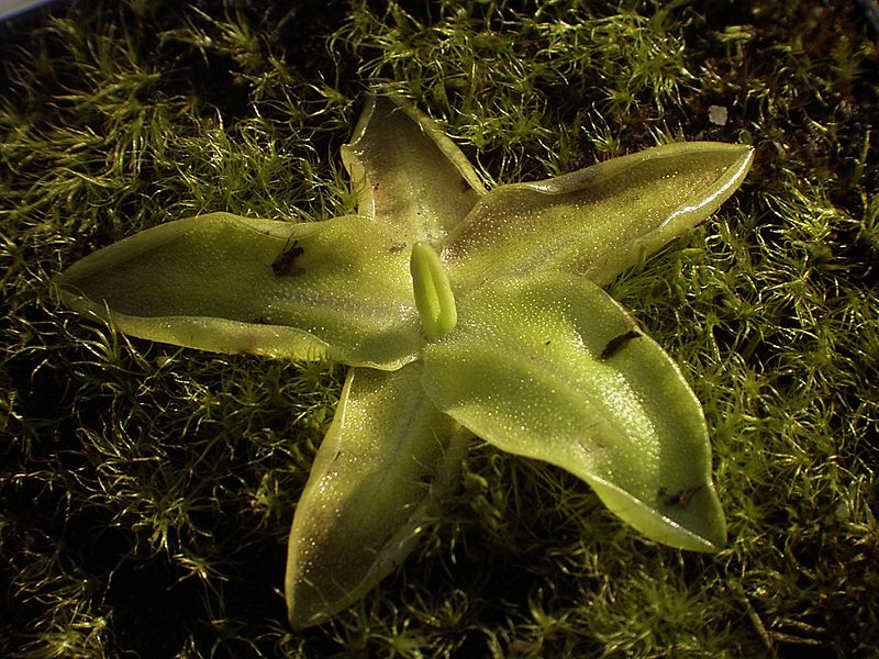 Fil:Pinguicula vulgaris.JPG