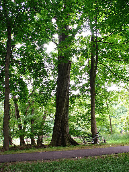 Fil:Quercus rubra 2.JPG