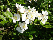 Japansk klätterros (R. multiflora)