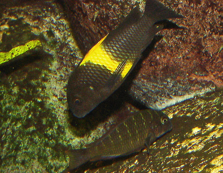 Fil:Tropheus.jpg