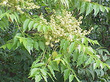 Gudaträd (Ailanthus altissima)