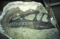 Fossiliserat Allosaurus-kranium.