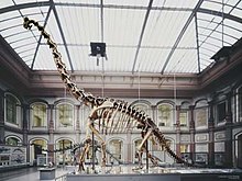 Skelett Giraffatitan brancai i Berlin.