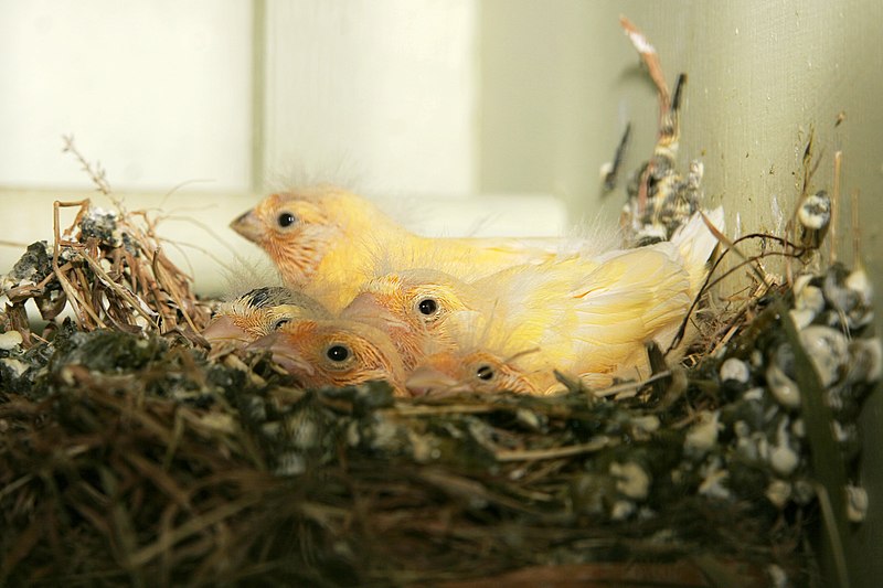 Fil:Canary chicks.jpg