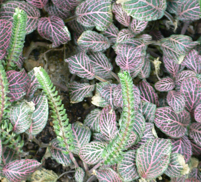 Fil:Fittonia albivenis.jpg