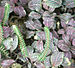 Fittonia albivenis