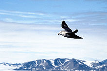 Flygande stormfågel vid Spetsbergen, mellanmörk fas.