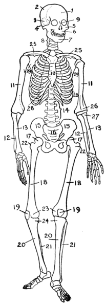 Fil:Human skeleton diagram.png