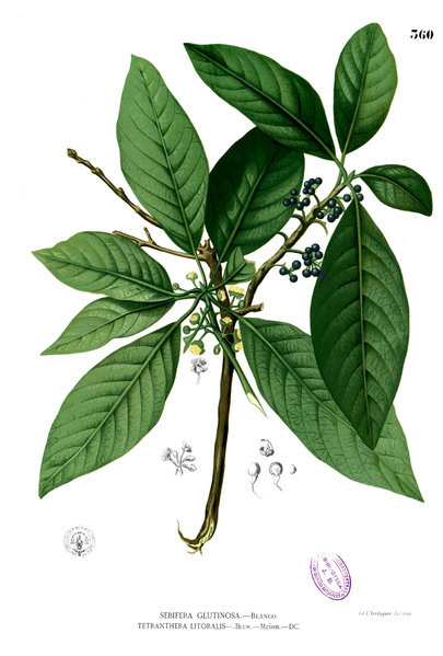 Fil:Lauraceae sp Blanco2.360.png
