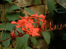 Röd blyblomma (P. indica)