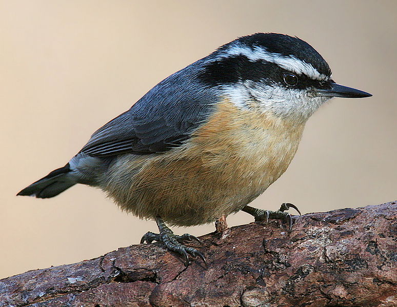 Fil:Red-breasted-Nuthatch-3c.jpg