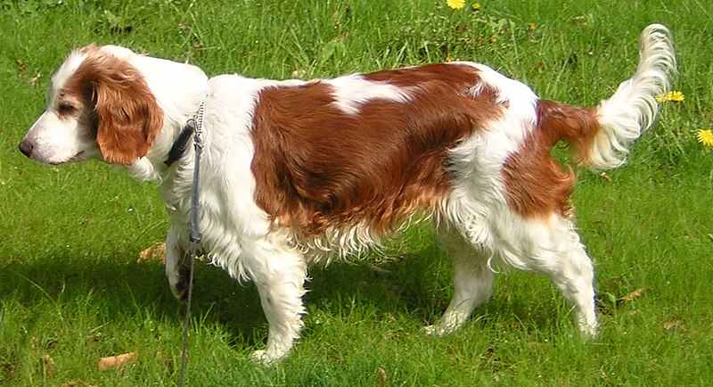 Fil:Welsh Springer Spaniel.jpg