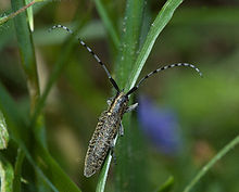 Agapanthia villosoviridescens1.jpg