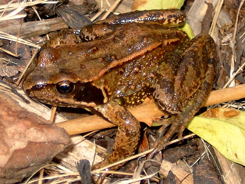 Fil:Common frog.jpg