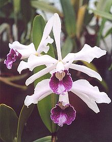 Noblesslaelia (S. purpurata)