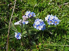 Myosotis alpestris.jpg