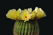 Notocactus minimus