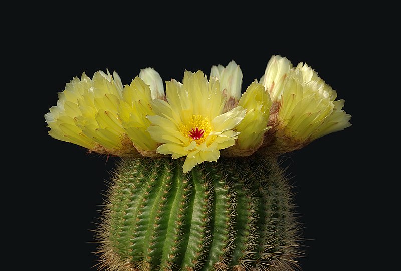 Fil:Notocactus minimus.jpg