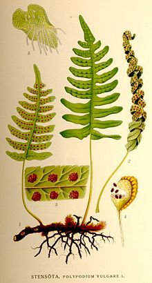 Polypodium vulgare-NF.jpg