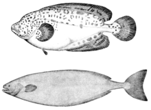Ungfisk (ovan) och vuxen individ (nedan) av Icosteus aenigmaticus