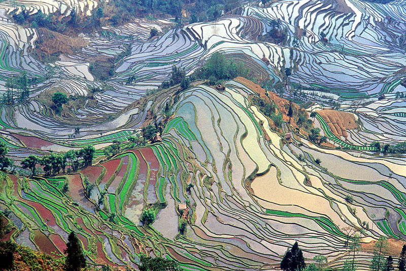 Fil:Terrace field yunnan china.jpg