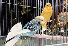 Undulater. Till vänster en himmelsblå opalin, (hanne) till höger en gul lutino (hona).