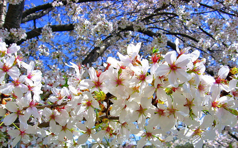 Fil:Cherry blossoms tree.jpg