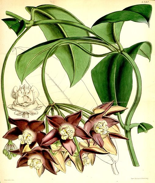 Fil:Hoya imperialis.jpg