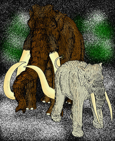 Fil:Mammuthus trogonotherii.JPG