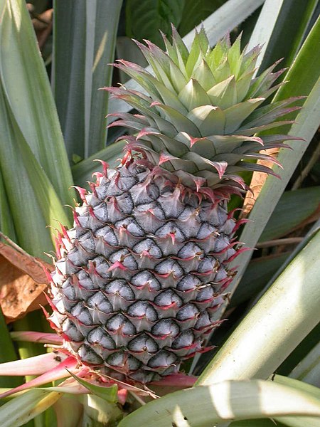 Fil:Pineapple1.JPG