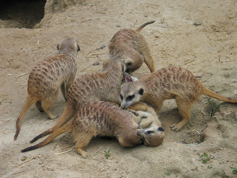 Fil:Suricata suricatta1.JPG