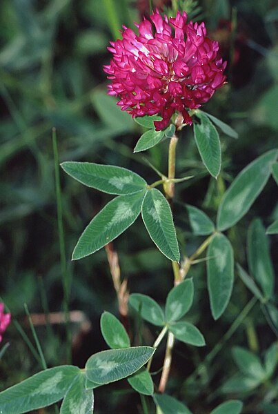 Fil:TrifoliumMedium.jpg