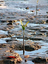 Australia Cairns 01.jpg