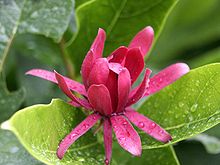 Calycanthus occidentalis1215788792.jpg